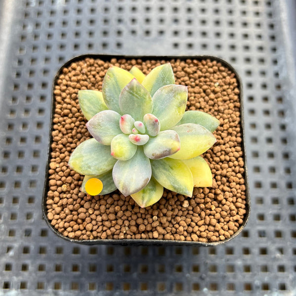 Pachyphytum 'Cute Finger' Variegated 1"-2" Succulent Plant Cutting