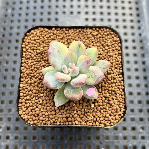 Pachyphytum 'Cute Finger' Variegated 1"-2" Succulent Plant Cutting