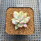 Pachyphytum 'Cute Finger' Variegated 1"-2" Succulent Plant Cutting