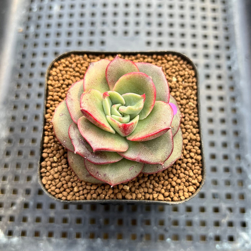 Echeveria 'Apple Love' 2" Succulent Plant Cutting