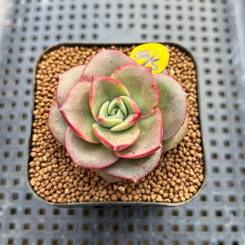 Echeveria 'Apple Love' 2" Succulent Plant Cutting