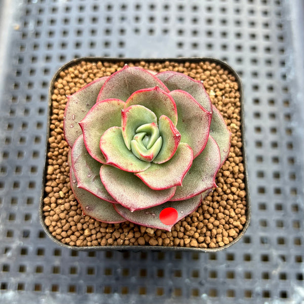 Echeveria 'Apple Love' 2" Succulent Plant Cutting