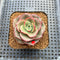 Echeveria 'Apple Love' 2" Succulent Plant Cutting