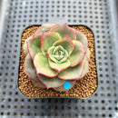 Echeveria 'Apple Love' 2" Succulent Plant Cutting