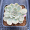 Echeveria 'Onslow' White Variegated 2" Succulent Plant Cutting