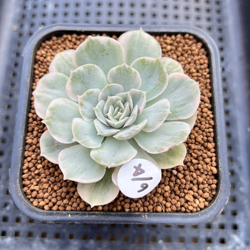 Echeveria 'Onslow' White Variegated 2" Succulent Plant Cutting