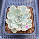 Echeveria 'Onslow' White Variegated 2" Succulent Plant Cutting