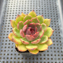 Echeveria 'Black Smoke' 2" Succulent Plant