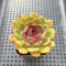 Echeveria 'Black Smoke' 2" Succulent Plant