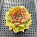 Echeveria sp. 2"-3" Succulent Plant