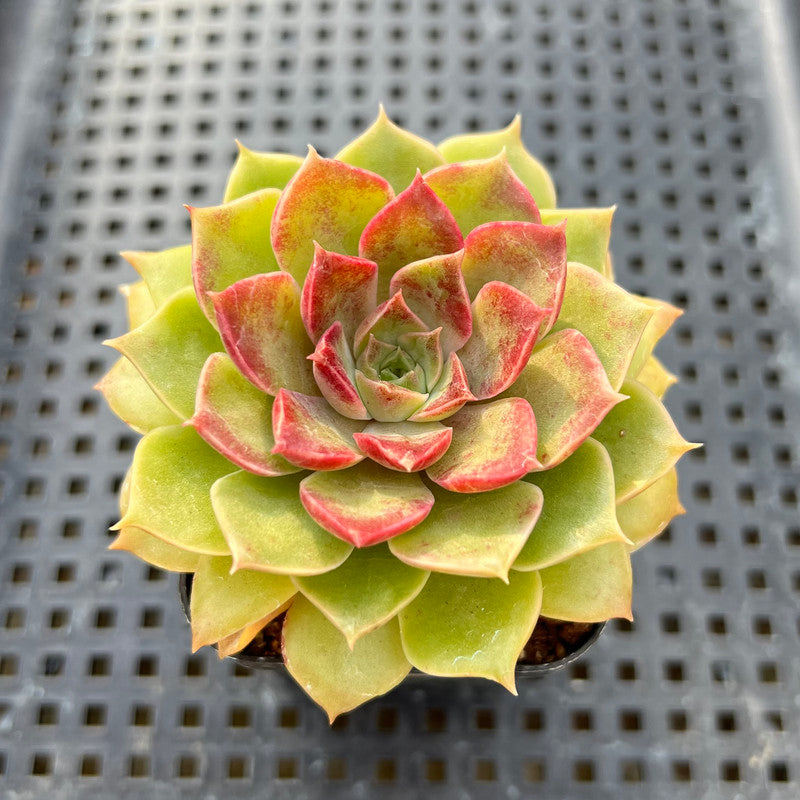 Echeveria sp. 2"-3" Succulent Plant