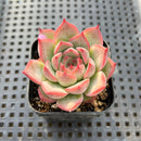 Echeveria 'Silhouette' 2" Succulent Plant