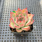 Echeveria 'Silhouette' 2" Succulent Plant