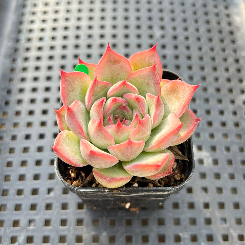 Echeveria 'Silhouette' 2" Succulent Plant