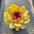 Echeveria 'Elly' ('Blood Queen' x 'Elegans') 2" Flower Village Original Hybrid Succulent Plant Cutting