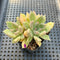 Pachyveria 'Arje' 2" Cluster Succulent Plant