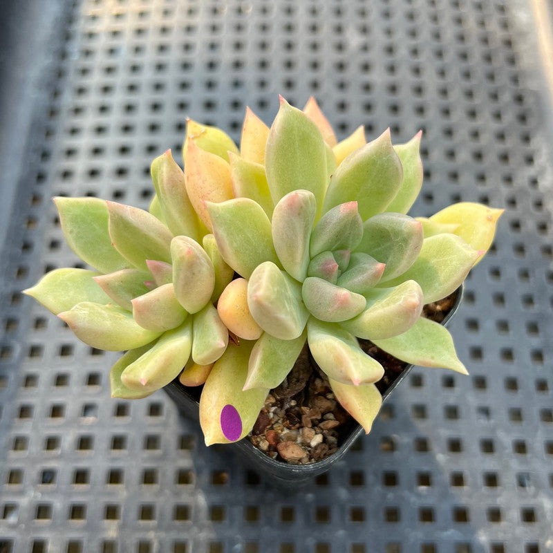 Pachyveria 'Arje' 2" Cluster Succulent Plant