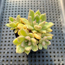 Pachyveria 'Arje' 2" Cluster Succulent Plant