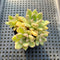 Pachyveria 'Arje' 2" Cluster Succulent Plant