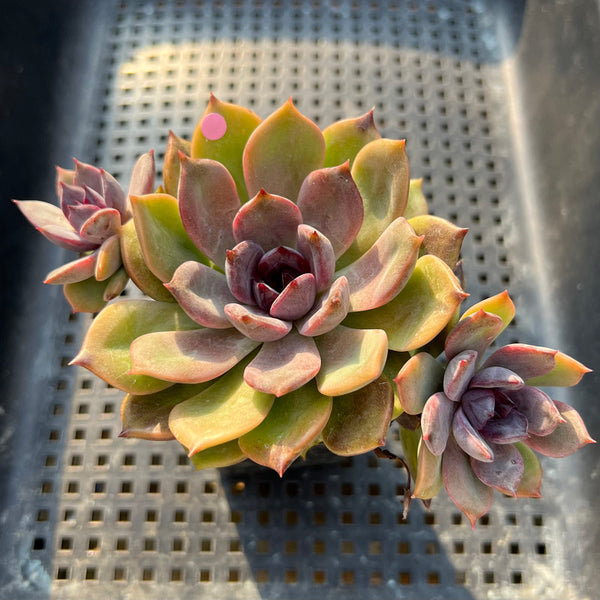 Echeveria 'Dark Chocolate' 3" Succulent Plant