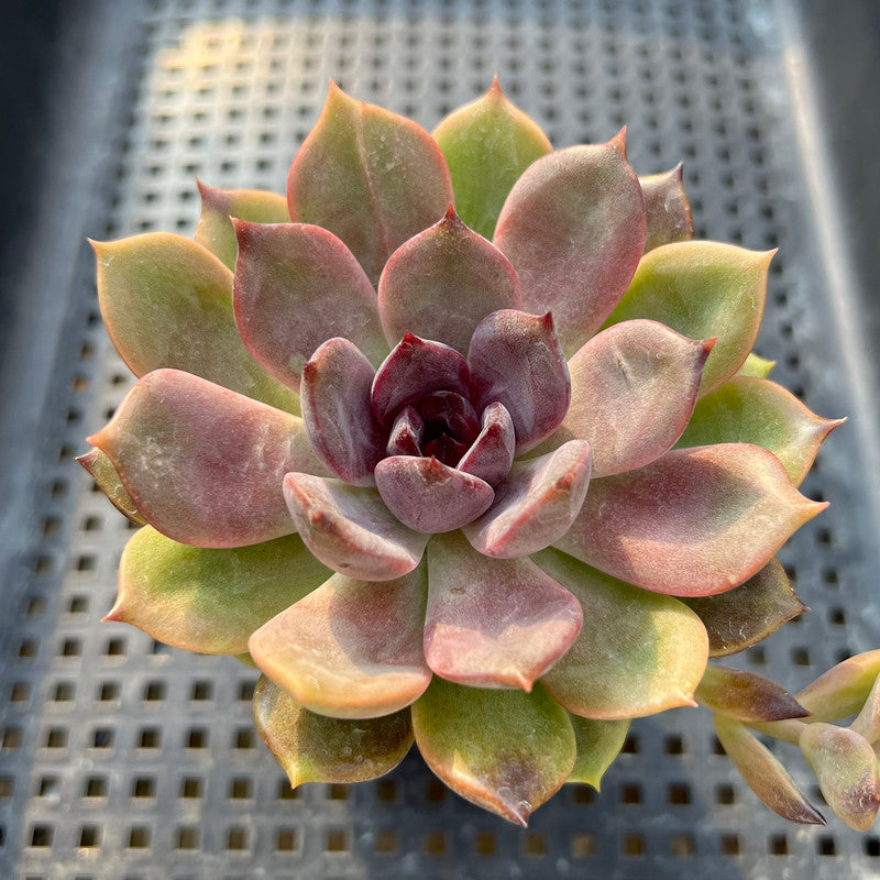 Echeveria 'Dark Chocolate' 3" Succulent Plant