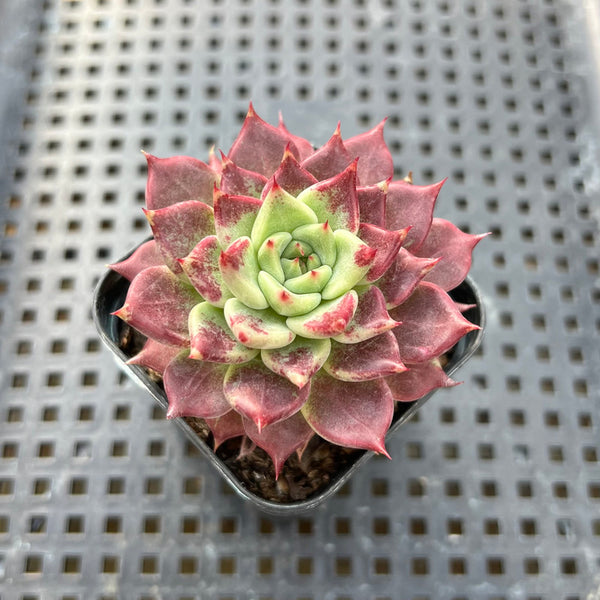 Echeveria 'Sarahime' Hybrid 2" Succulent Plant