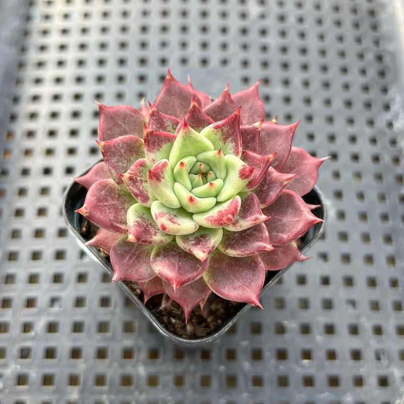 Echeveria 'Sarahime' Hybrid 2" Succulent Plant