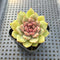 Echeveria 'Herbion' 2" Succulent Plant