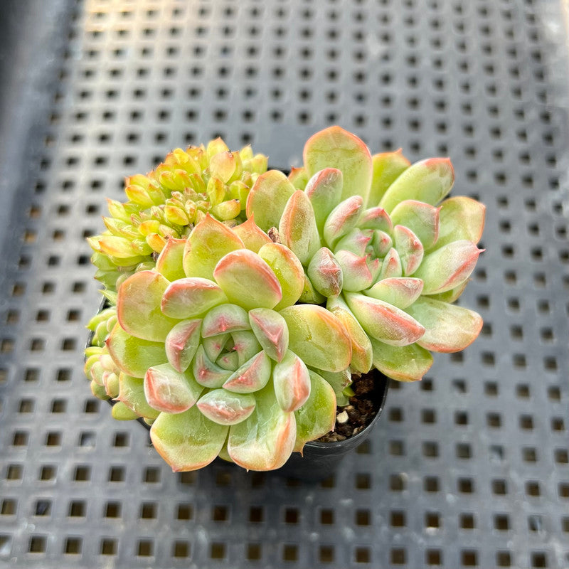 Echeveria 'Anchez Mejoradae' Crested 2" Succulent Plant