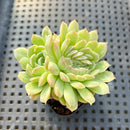 Echeveria 'Anchez Mejoradae' Crested 2" Succulent Plant