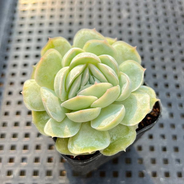 Echeveria 'Mexican Snowball' 1"-2" Succulent Plant