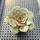 Echeveria Longissima var. Brachyantha 2"-3" Succulent Plant