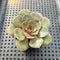 Echeveria Longissima var. Brachyantha 2"-3" Succulent Plant