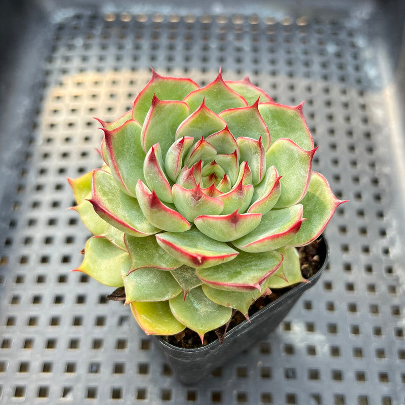 Echeveria 'Kakao Tips' 2" Succulent Plant