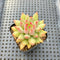 Pachyphytum 'Yeonji' 2" Succulent Plant