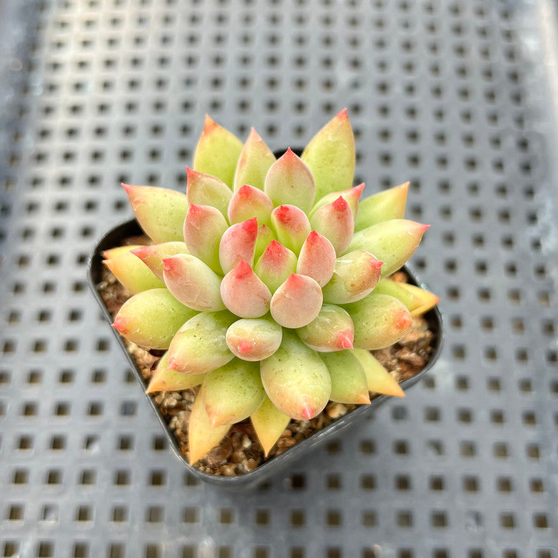 Pachyphytum 'Yeonji' 2" Succulent Plant