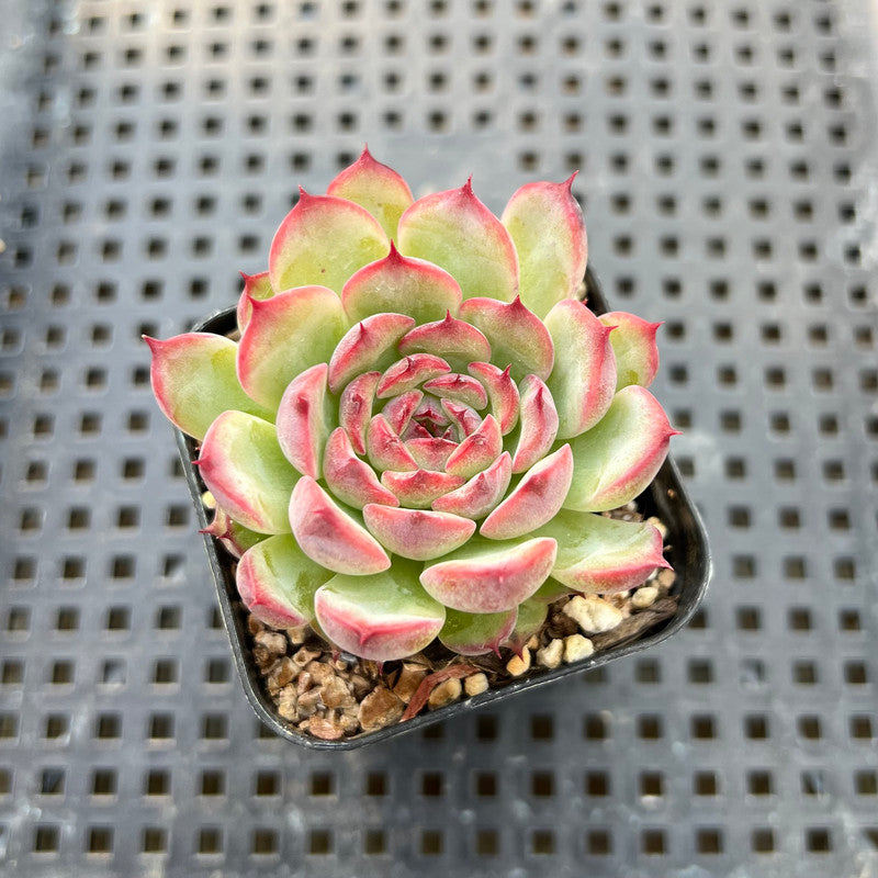 Echeveria 'Marcel' 2" Succulent Plant