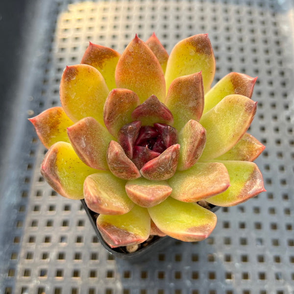 Echeveria 'Fushike' 2" Succulent Plant