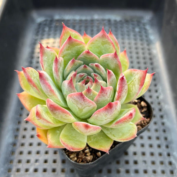 Echeveria Chihuahuaensis 2" Succulent Plant