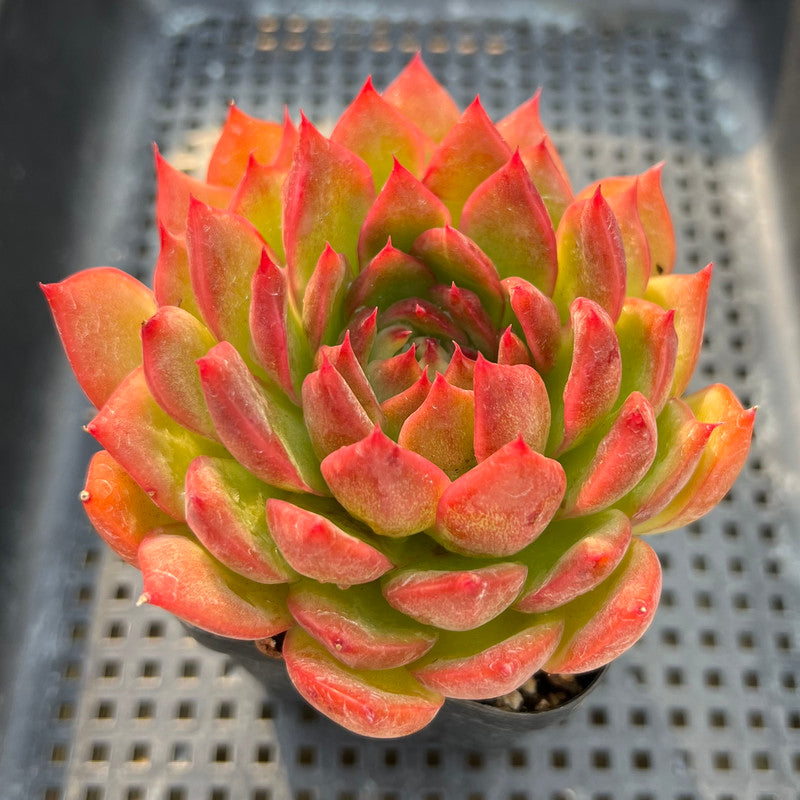 Echeveria 'Deep Red' 3"-4" Succulent Plant