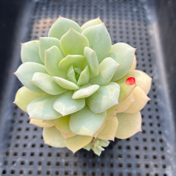 Echeveria 'Beginner' 2"-3" Succulent Plant