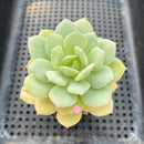 Echeveria 'Beginner' 2"-3" Succulent Plant