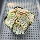 Echeveria 'Minima' 2"-3" Cluster Succulent Plant