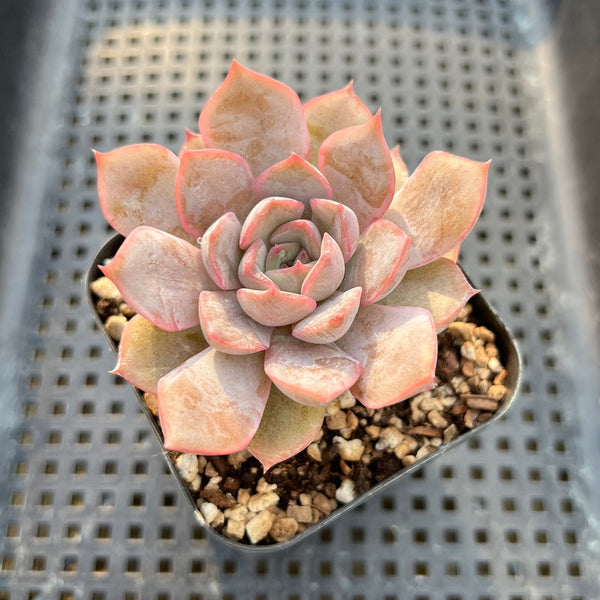 Echeveria 'Fiona' 1"-2" Succulent Plant