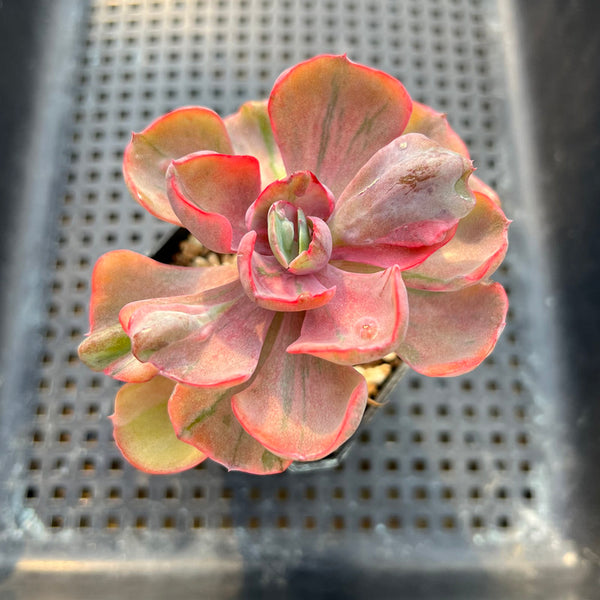 Echeveria 'Beyonce' Variegated 2"-3" Succulent Plant