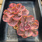 Echeveria 'Beyonce' Variegated 3"-4" Double Headed Cluster Succulent Plant