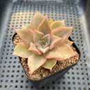 Echeveria 'Madiba' 2" Succulent Plant