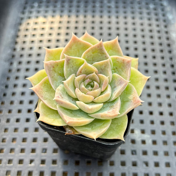 Echeveria 'Simulans' 2” Succulent Plant