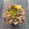 Echeveria 'Black Prince' Variegated 2" Succulent Plant