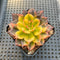 Echeveria 'Black Prince' Variegated 2" Succulent Plant